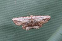 Menophra abruptaria