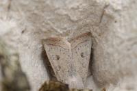 Orthosia gracilis