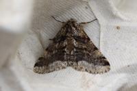 Lycia hirtaria