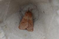 Orthosia miniosa