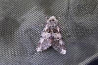 Biston strataria