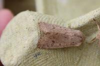 Orthosia cruda