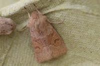 Orthosia miniosa