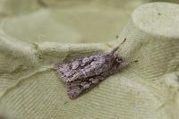 Xylocampa areola