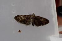 Eupithecia abbreviata
