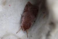 Cerastis rubricosa