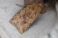 Conistra rubiginea