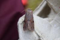 Orthosia incerta