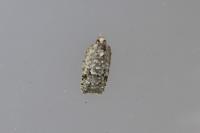 Acleris literana