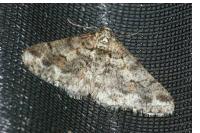 Agriopis leucophaearia