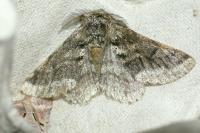 Lycia hirtaria
