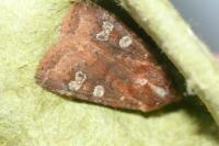 Cerastis leucographa