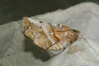 Selenia dentaria
