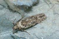 Carpatolechia decorella