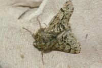 Apocheima hispidaria