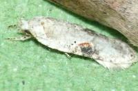 Agonopterix alstroemeriana