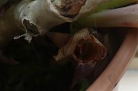 Iphiclides podalirius