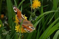 Aglais io