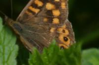 Pararge aegeria