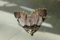 Anticlea derivata