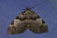 Anticlea derivata