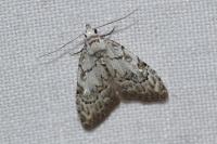 Nola confusalis