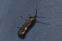 Esperia sulphurella
