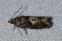 Epinotia immundana