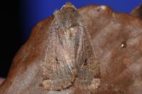 Conistra erythrocephala