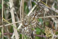 Ematurga atomaria