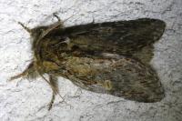 Peridea anceps