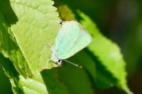 Callophrys rubi