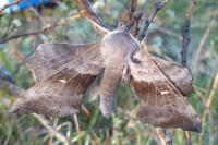 Laothoe populi