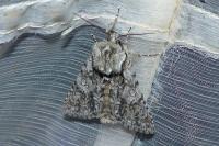 Acronicta auricoma