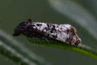 Hysterophora maculosana