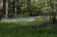 Hysterophora maculosana