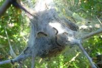 Euproctis chrysorrhoea