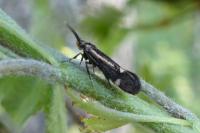 Esperia sulphurella