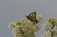 Iphiclides podalirius