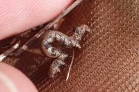 Ectropis crepuscularia