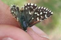 Pyrgus malvae