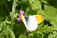 Anthocharis cardamines