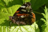 Vanessa atalanta