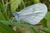 Leptidea sinapis