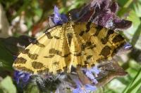 Pseudopanthera macularia