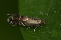 Glyphipterix