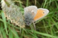 Coenonympha pamphilus