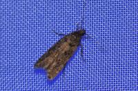 Teleiopsis diffinis