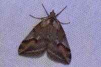 Chesias rufata