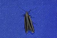 Mirificarma interrupta